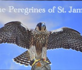 The Peregrines of Louth - Geoff Mullet