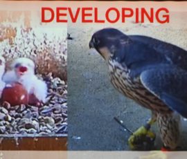 The Peregrines of Louth - Geoff Mullet