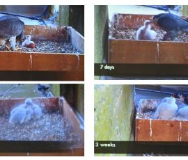 The Peregrines of Louth - Geoff Mullet