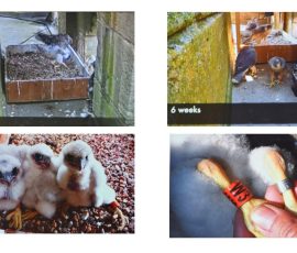 The Peregrines of Louth - Geoff Mullet
