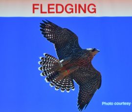 The Peregrines of Louth - Geoff Mullet