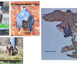The Peregrines of Louth - Geoff Mullet