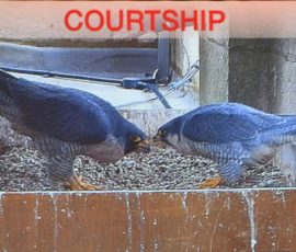 The Peregrines of Louth - Geoff Mullet