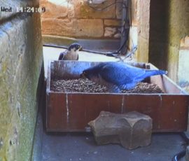 The Peregrines of Louth - Geoff Mullet