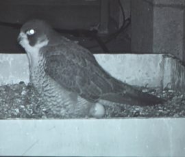 The Peregrines of Louth - Geoff Mullet